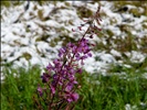 Canada - BC - 07 - between seasons in Kootenay National Park